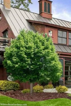 American Hop Hornbeam (Ostrya Virginiana) - 3 Gallon Pot -Wilson Bros Gardens Shop ostrya virginiana hophornbeam tree 9 2