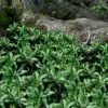 Pachysandra (Japanese Spurge) - 6 Pack Of Pint Pots