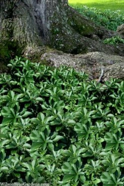 Pachysandra - Japanese Spurge - 18 Count Flat Of Pint Pots