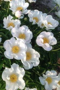 Krinkled White Peony - 1 Gallon Pot -Wilson Bros Gardens Shop paeonia krinkled white peony 2