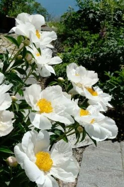 Krinkled White Peony - 1 Gallon Pot -Wilson Bros Gardens Shop paeonia krinkled white peony 8