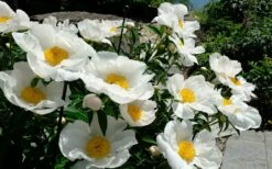 Krinkled White Peony - 1 Gallon Pot -Wilson Bros Gardens Shop paeonia krinkled white peony 9