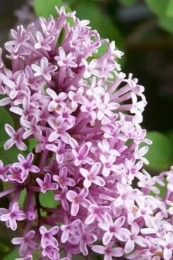 Palibin Lilac Tree (Single Trunk) - 7 Gallon Pot (5-6') -Wilson Bros Gardens Shop palibin lilac tree 2