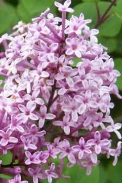 Palibin Lilac Tree (Single Trunk) - 7 Gallon Pot (5-6') -Wilson Bros Gardens Shop palibin lilac tree 3 1