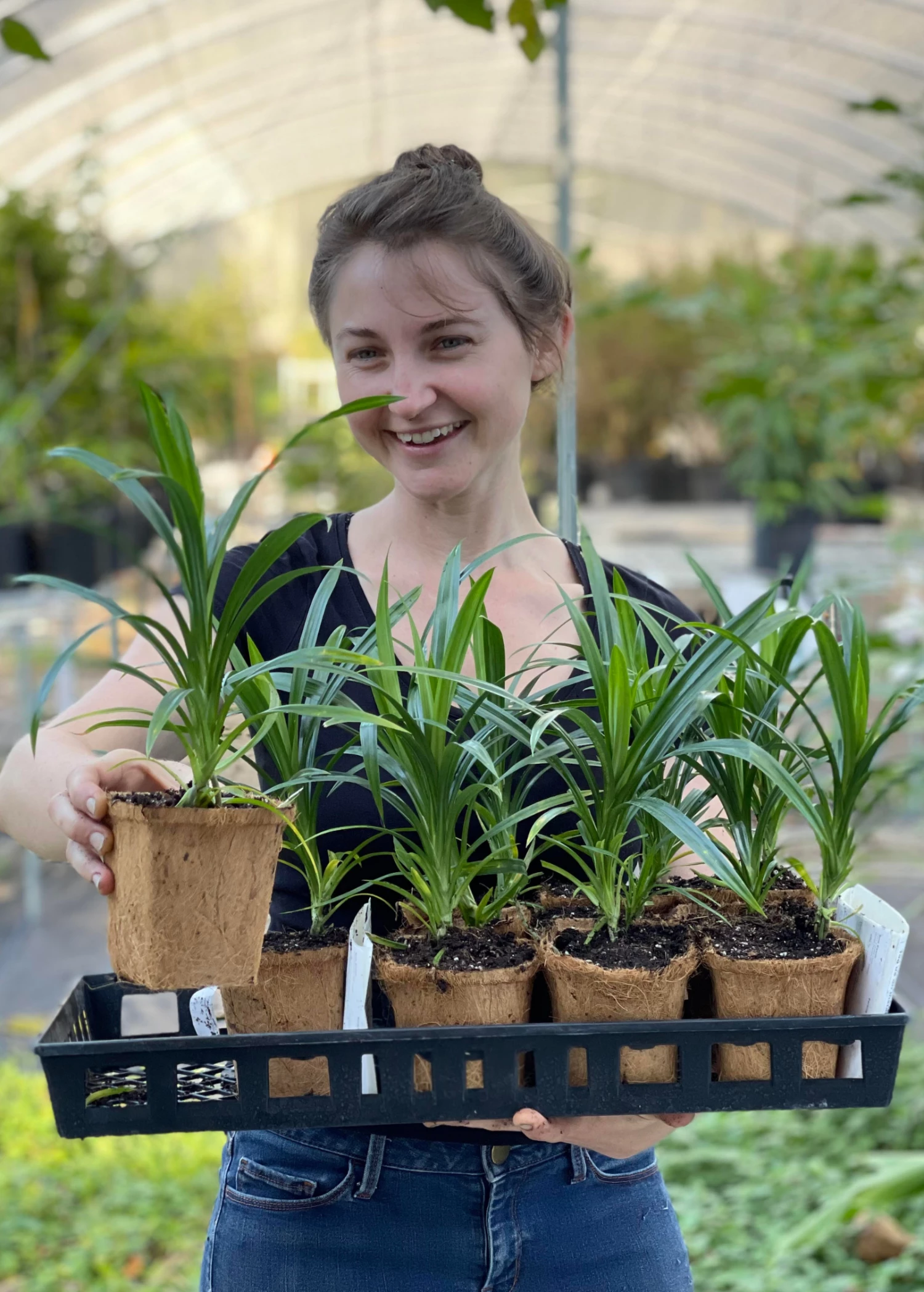 Pandan Leaf (Pandanus Amaryllifolius) 1 Pandan Leaf (Pandanus Amaryllifolius)