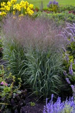 Prairie Winds Apache Rose Switchgrass (Panicum) - 1 Gallon Pot -Wilson Bros Gardens Shop panicum virgatum apache rose switch grass 2