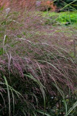 Prairie Winds Apache Rose Switchgrass (Panicum) - 1 Gallon Pot -Wilson Bros Gardens Shop panicum virgatum apache rose switch grass 5