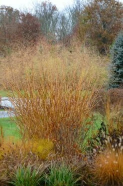 Cloud Nine Switch Grass (Panicum Virgatum) - 8 Pack Of 1 Gallon Pots -Wilson Bros Gardens Shop panicum virgatum cloud nine switch grass 3