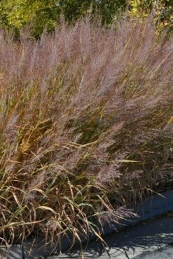 Dallas Blues Switch Grass (Panicum Virgatum) - 6 Pack Of 1 Gallon Pots -Wilson Bros Gardens Shop panicum virgatum dallas blues switch grass 1 2