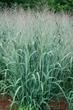 Dallas Blues Switch Grass (Panicum Virgatum) - 6 Pack Of 1 Gallon Pots -Wilson Bros Gardens Shop panicum virgatum dallas blues switch grass 4 2