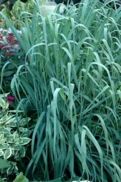 Dallas Blues Switch Grass (Panicum Virgatum) - 6 Pack Of 1 Gallon Pots