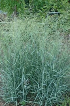 Prairie Sky Red Switch Grass (Panicum Virgatum) - 6 Pack Of 1 Gallon Pots -Wilson Bros Gardens Shop panicum virgatum prairie sky switch grass 10 1
