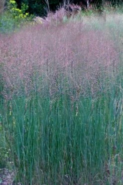 Prairie Sky Red Switch Grass (Panicum Virgatum) - 1 Gallon Pot -Wilson Bros Gardens Shop panicum virgatum prairie sky switch grass 11