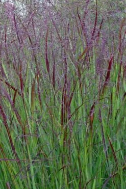Prairie Sky Red Switch Grass (Panicum Virgatum) - 1 Gallon Pot -Wilson Bros Gardens Shop panicum virgatum prairie sky switch grass 15