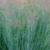 Prairie Sky Red Switch Grass (Panicum Virgatum) - 6 Pack Of 1 Gallon Pots