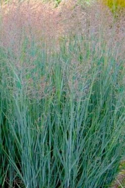 Prairie Sky Red Switch Grass (Panicum Virgatum) - 8 Pack Of 1 Gallon Pots