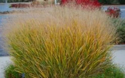 Prairie Sky Red Switch Grass (Panicum Virgatum) - 1 Gallon Pot -Wilson Bros Gardens Shop panicum virgatum prairie sky switch grass 5