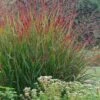 Rotstrahlbusch Red Switch Grass (Panicum Virgatum) - 1 Gallon Pot