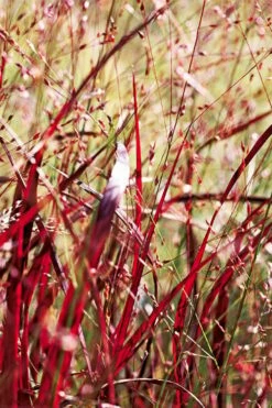 Rotstrahlbusch Red Switch Grass (Panicum Virgatum) - 6 Pack Of 1 Gallon Pots -Wilson Bros Gardens Shop panicum virgatum rotstrahlbusch switch grass 12 1