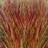 Shenandoah Switch Grass - Panicum Virgatum - 6 Pack Of 1 Gallon Pots