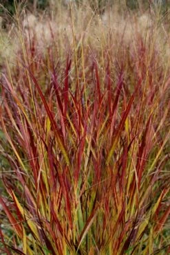 Shenandoah Switch Grass - Panicum Virgatum - 6 Pack Of 1 Gallon Pots