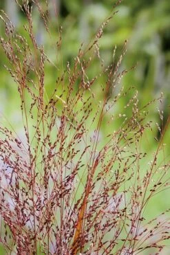 Squaw Switch Grass (Panicum Virgatum) - 8 Pack Of 1 Gallon Pots -Wilson Bros Gardens Shop panicum virgatum squaw switch grass 4 1