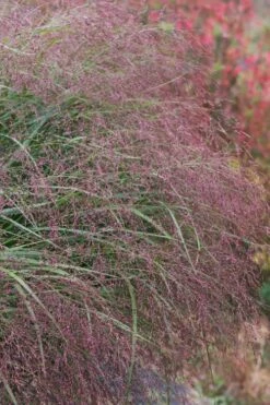 Squaw Switch Grass (Panicum Virgatum) - 1 Gallon Pot -Wilson Bros Gardens Shop panicum virgatum squaw switch grass 5