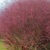 Squaw Switch Grass (Panicum Virgatum) - 8 Pack Of 1 Gallon Pots