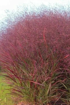 Squaw Switch Grass (Panicum Virgatum) - 6 Pack Of 1 Gallon Pots