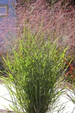 Tall Switch Grass (Panicum Virgatum) - 6 Pack Of 1 Gallon Pots 10 Tall Switch Grass (Panicum Virgatum) - 6 Pack Of 1 Gallon Pots -Wilson Bros Gardens Shop panicum virgatum switch grass 2 2