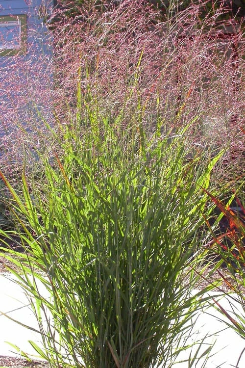 Tall Switch Grass (Panicum Virgatum) - 6 Pack Of 1 Gallon Pots 4 Tall Switch Grass (Panicum Virgatum) - 6 Pack Of 1 Gallon Pots - Image 4