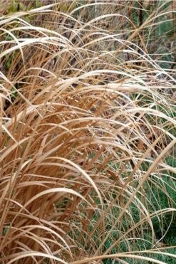 Tall Switch Grass (Panicum Virgatum) - 8 Pack Of 1 Gallon Pots -Wilson Bros Gardens Shop panicum virgatum switch grass 3 1
