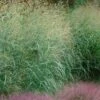 Tall Switch Grass (Panicum Virgatum) - 8 Pack Of 1 Gallon Pots