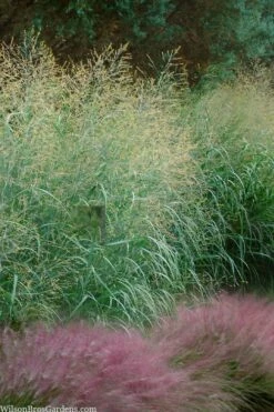 Tall Switch Grass (Panicum Virgatum) - 8 Pack Of 1 Gallon Pots