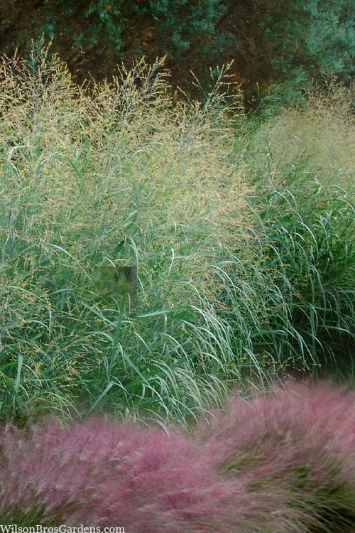 Tall Switch Grass (Panicum Virgatum) - 6 Pack Of 1 Gallon Pots 1 Tall Switch Grass (Panicum Virgatum) - 6 Pack Of 1 Gallon Pots