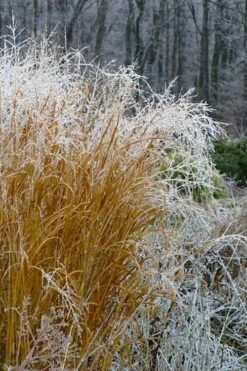 Tall Switch Grass (Panicum Virgatum) - 6 Pack Of 1 Gallon Pots 13 Tall Switch Grass (Panicum Virgatum) - 6 Pack Of 1 Gallon Pots -Wilson Bros Gardens Shop panicum virgatum switch grass 6 3