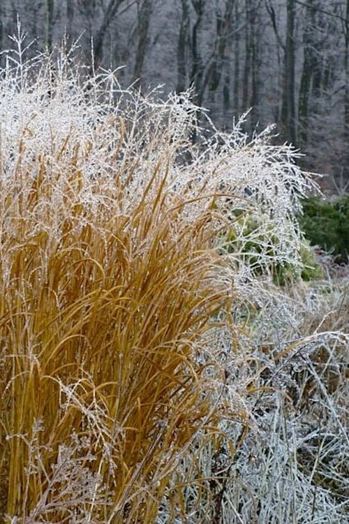 Tall Switch Grass (Panicum Virgatum) - 6 Pack Of 1 Gallon Pots 7 Tall Switch Grass (Panicum Virgatum) - 6 Pack Of 1 Gallon Pots - Image 7