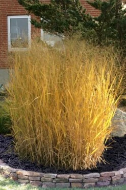 Tall Switch Grass (Panicum Virgatum) - 6 Pack Of 1 Gallon Pots 11 Tall Switch Grass (Panicum Virgatum) - 6 Pack Of 1 Gallon Pots -Wilson Bros Gardens Shop panicum virgatum tall switch grass 10 2