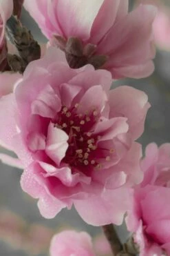 Corinthian Flowering Peach Tree - 5 Gallon Pot -Wilson Bros Gardens Shop peach corinthian 24 2