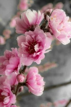 Corinthian Flowering Peach Tree - 5 Gallon Pot -Wilson Bros Gardens Shop peach corinthian 2 thumbnail 2