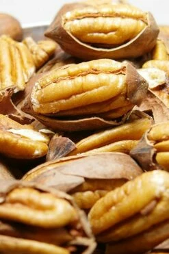 Pawnee Pecan Tree - 5 Gallon Pot