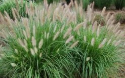 Etouffee Hardy Fountain Grass (Pennisetum Alopecuroides) - 1 Gallon Pot -Wilson Bros Gardens Shop pennisetum alopecuroides etouffee fountain grass 4