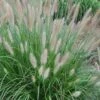 Etouffee Hardy Fountain Grass (Pennisetum Alopecuroides) - 1 Gallon Pot