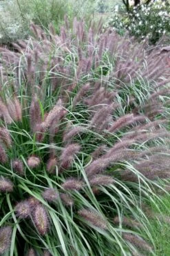 Black Fountain Grass (Pennisetum Alopecuroides 'Moudry') - 1 Gallon Pot