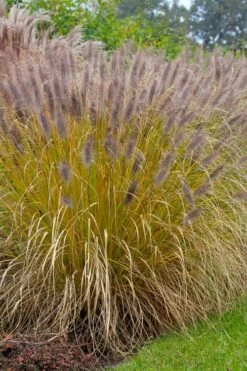 Black Fountain Grass (Pennisetum Alopecuroides 'Moudry') - 1 Gallon Pot -Wilson Bros Gardens Shop pennisetum alopecuroides moudry black fountain grass 11