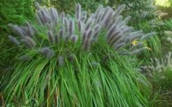 Black Fountain Grass (Pennisetum Alopecuroides 'Moudry') - 1 Gallon Pot -Wilson Bros Gardens Shop pennisetum alopecuroides moudry black fountain grass 13