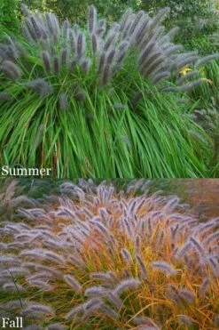 Black Fountain Grass (Pennisetum Alopecuroides 'Moudry') - 1 Gallon Pot -Wilson Bros Gardens Shop pennisetum alopecuroides moudry black fountain grass 15