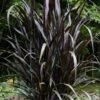 First Knight Fountain Grass (Pennisetum) - 3 Gallon Pot