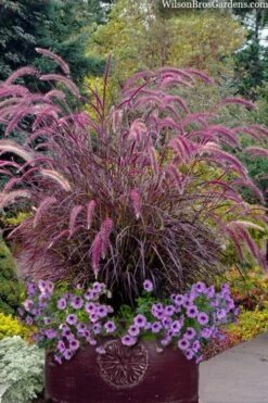 Purple Fountain Grass (Pennisetum Rubrum) - 1 Gallon Pot
