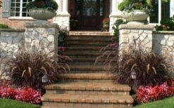 Purple Fountain Grass (Pennisetum Rubrum) - 5 Pack Of Quart Pots -Wilson Bros Gardens Shop pennisetum rubrum purple fountain grass 104 1